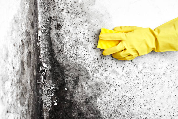 Best Residential Mold Inspection & Testing  in Brownsville, OR