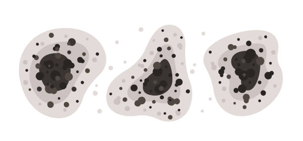 Best Comprehensive Air Testing for Mold Contaminants  in Brownsville, OR